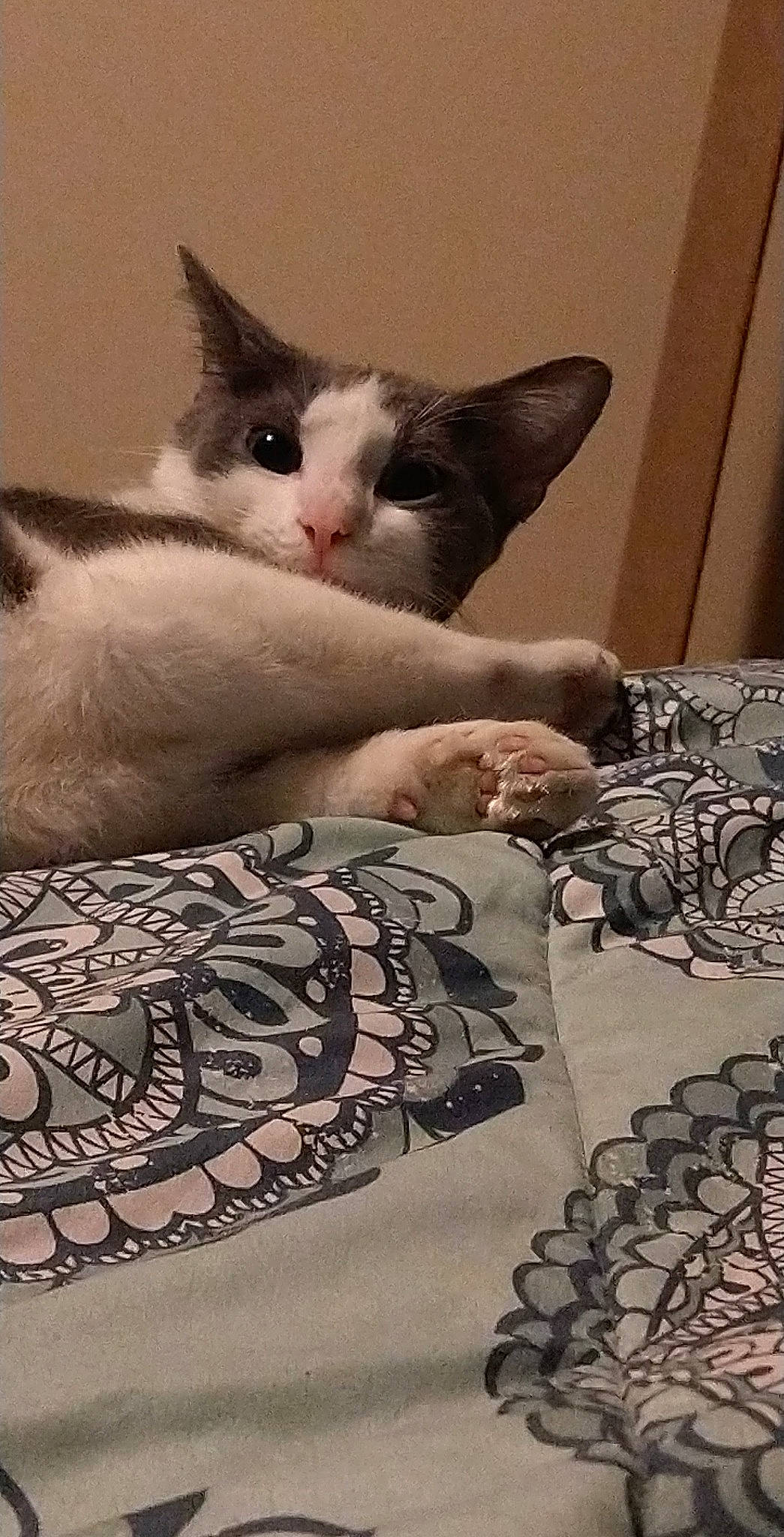 Ellie is registered to the contest to win money with this photo: bed_sheet, bedding, carnivore, cat, comfort, couch, domestic_short_haired_cat, felidae, fur, grey, linens, nap, pattern, paw, room, small_to_medium_sized_cats, tail, textile, whiskers, wood