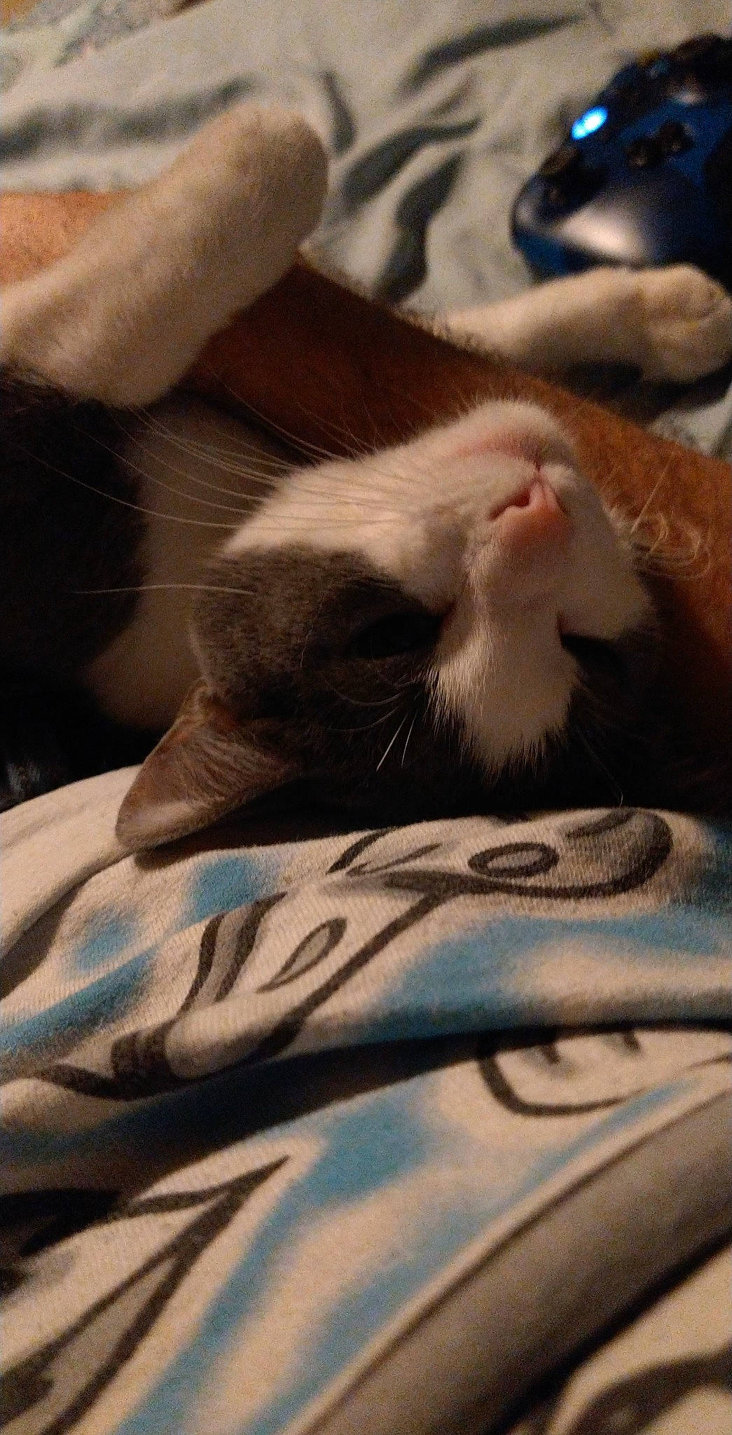 Ellie is registered to the contest to win money with this photo: bedding, blanket, carnivore, cat, cloud, comfort, domestic_short_haired_cat, felidae, fur, grey, human_leg, linens, nap, pattern, paw, sleep, small_to_medium_sized_cats, snout, tail, whiskers