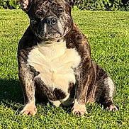 Lady a rejoint le concours — aidez-le/la à gagner de superbes lots ! dog, brindle, pet, canine, sitting, outdoor, grass, sunlight, nature, animal, mammal, fur, ears, snout, paw, expression, calm, portrait, daytime, greenery