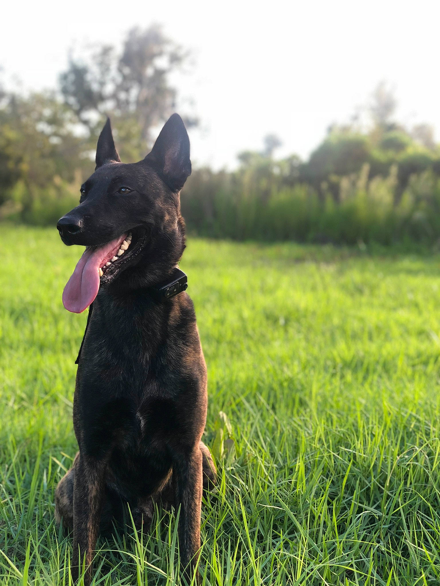 Atlas-dutch Shepherd joined the competition — help win amazing prizes! borador, canidae, carnivore, collar, companion_dog, dog, dog_breed, dog_collar, fawn, grass, grassland, guard_dog, plant, sky, sporting_group, tail, terrestrial_animal, tree, working_animal, working_dog