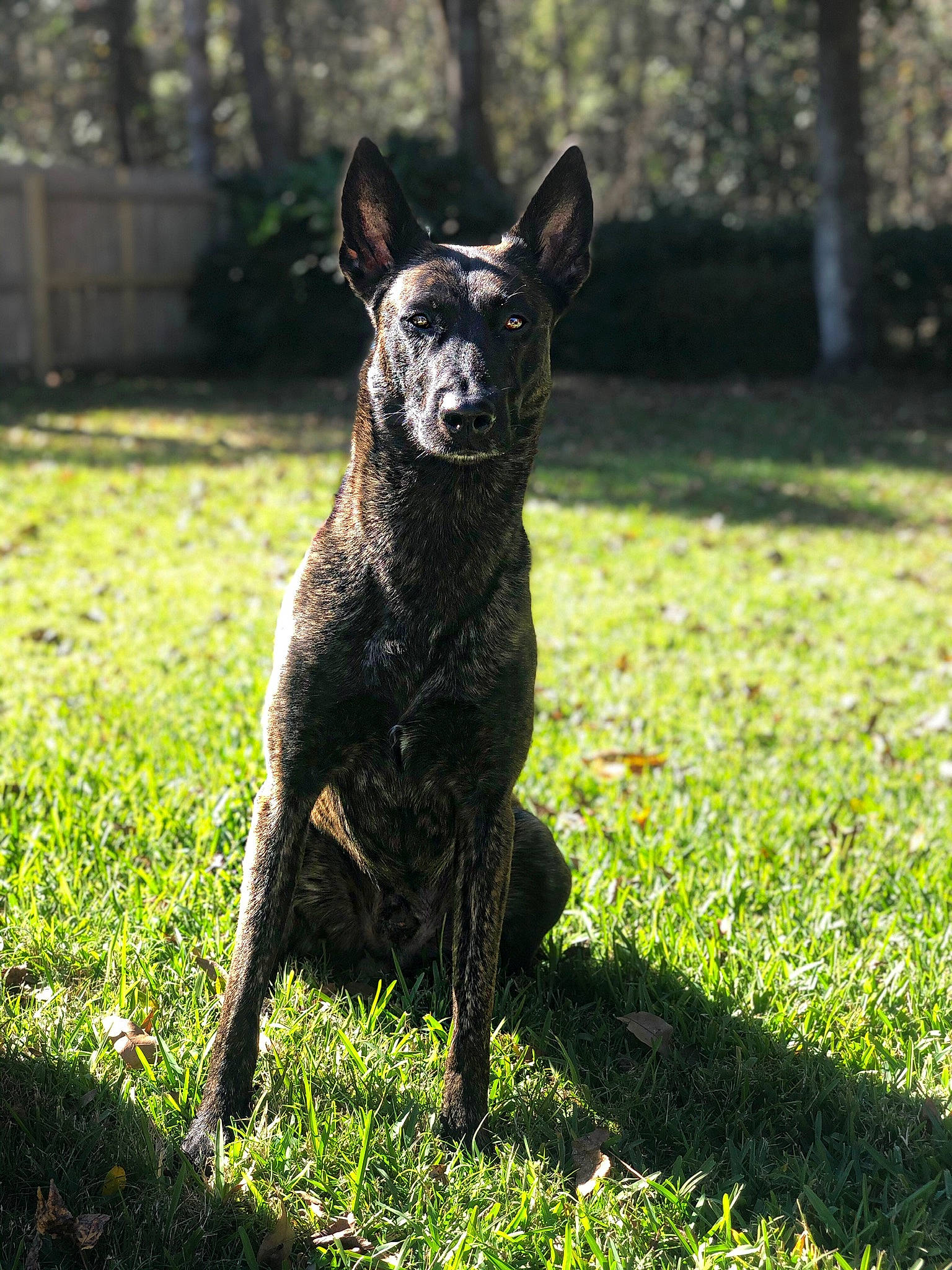 Atlas-dutch Shepherd