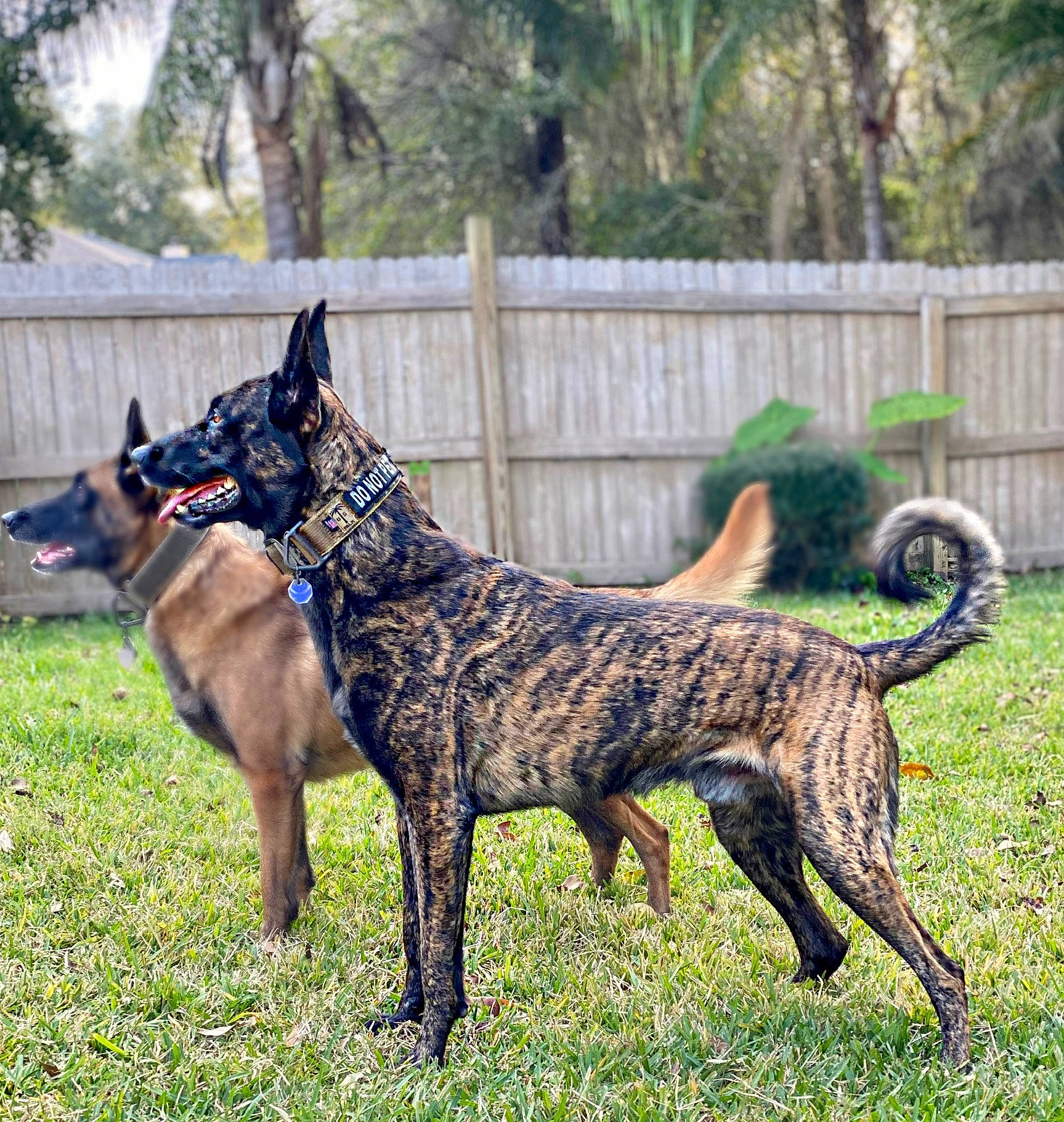 Atlas-dutch Shepherd joined the competition — help win amazing prizes! canidae, carnivore, collar, dog, dog_breed, dog_supply, fawn, fence, grass, guard_dog, liver, palm_tree, plant, snout, sporting_group, tail, terrestrial_animal, tree, wildlife, working_dog
