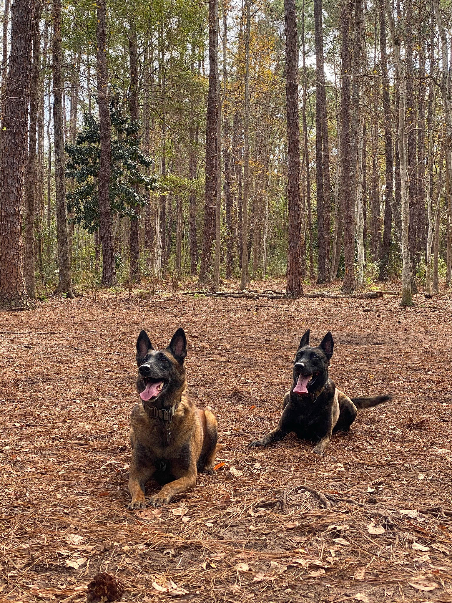 Atlas-dutch Shepherd joined the competition — help win amazing prizes! adventure, canidae, carnivore, companion_dog, dog, dog_breed, fawn, forest, grass, landscape, plant, recreation, soil, sporting_group, trail, tree, trunk, vertebrate, walking, wood