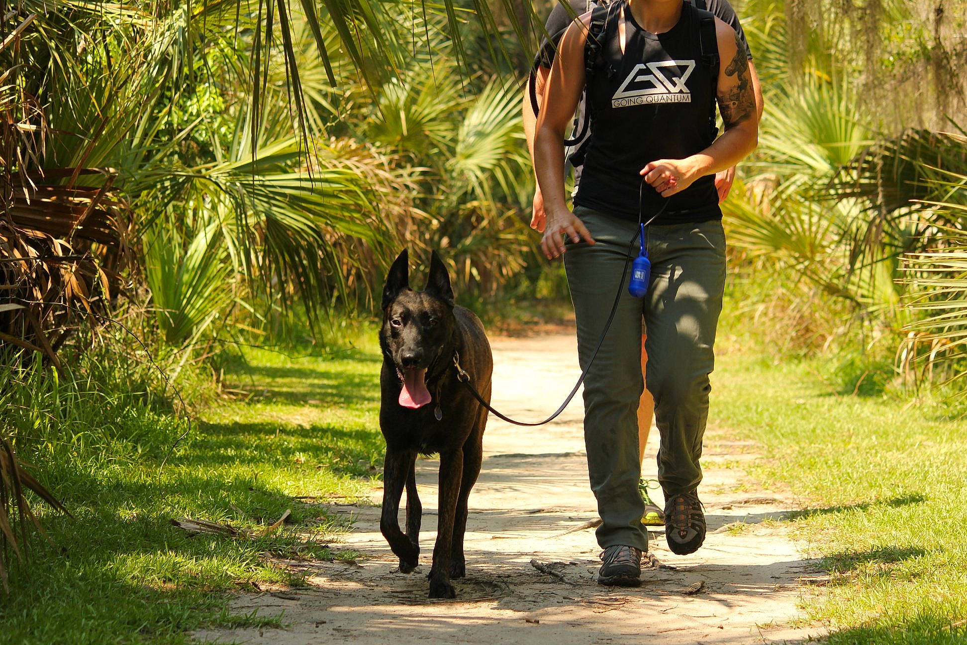 Atlas-dutch Shepherd joined the competition — help win amazing prizes! adventure, carnivore, collar, companion_dog, dog, dog_breed, dog_hiking, fashion_accessory, grass, leash, leisure, luggage_and_bags, palm_tree, people_in_nature, plant, recreation, tree, vertebrate, walking, working_animal