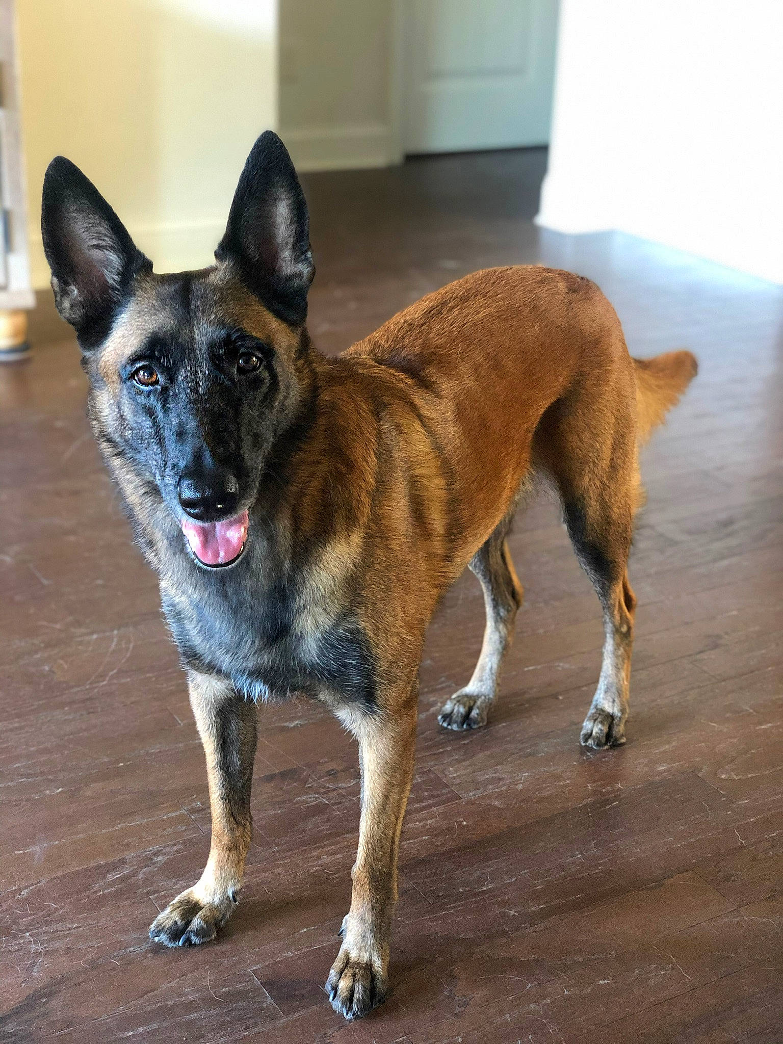 Valkyrie is registered to the contest to win money with this photo: balance, biting, canidae, carnivore, collar, companion_dog, dog, dog_breed, dog_collar, dog_supply, door, fawn, flooring, snout, sporting_group, tail, terrestrial_animal, wood, working_animal, working_dog