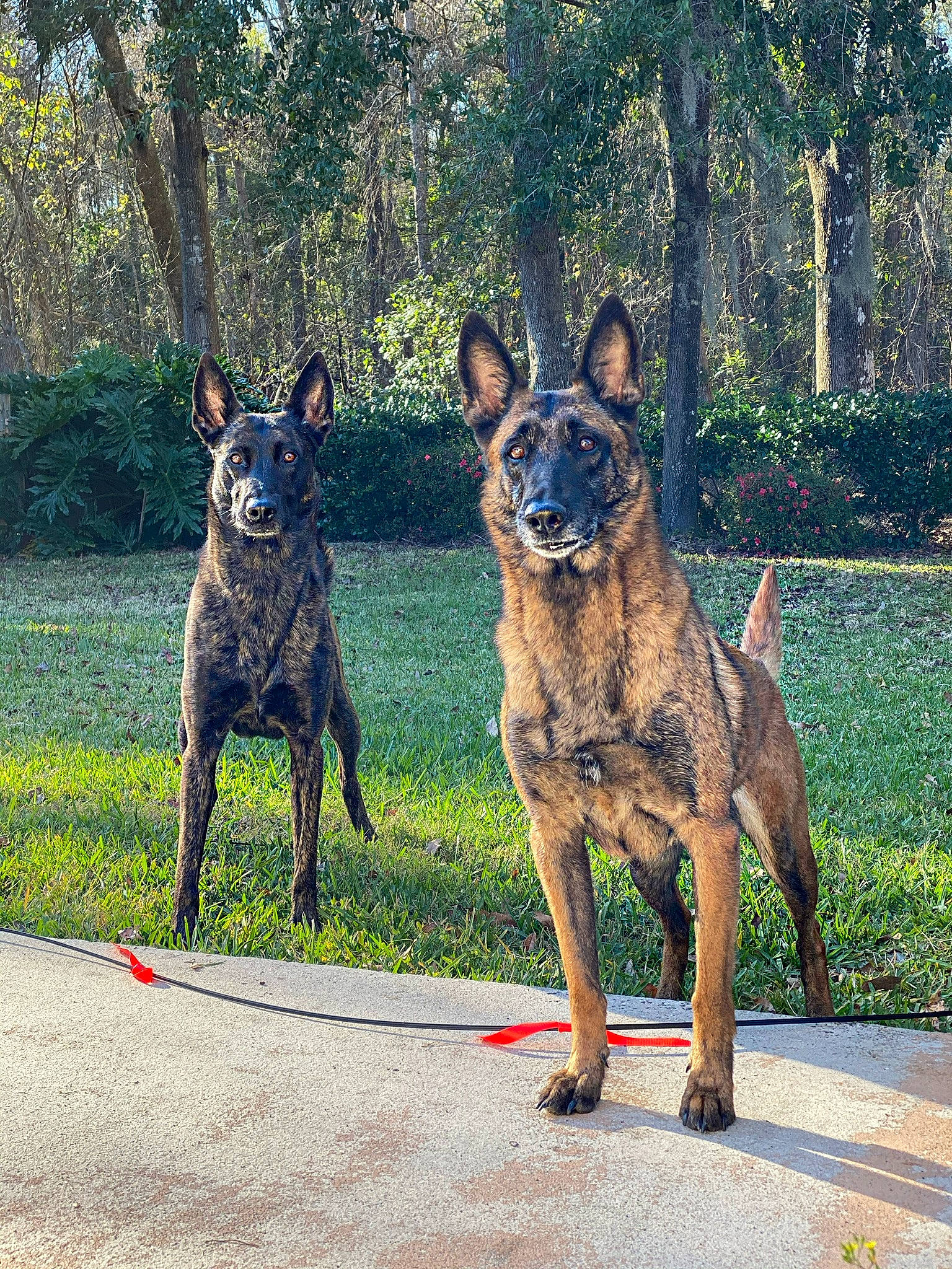 Valkyrie is registered to the contest to win money with this photo: canidae, carnivore, collar, companion_dog, dog, dog_breed, fawn, grass, guard_dog, herding_dog, old_german_shepherd_dog, plant, snout, sporting_group, tail, terrestrial_animal, tree, treeing_tennessee_brindle, working_animal, working_dog