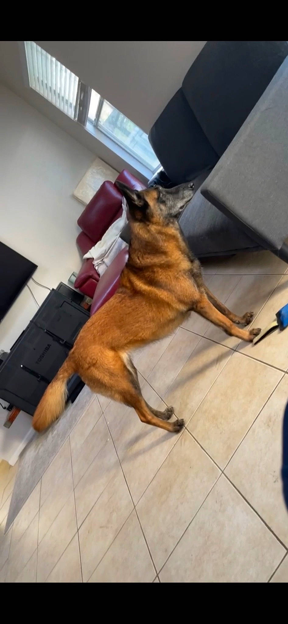 Valkyrie joined the competition — help win amazing prizes! canidae, carnivore, claw, companion_dog, dog, dog_breed, dog_supply, fawn, flooring, fur, hardwood, liver, pet_supply, snout, sporting_group, tail, terrestrial_animal, window, working_dog