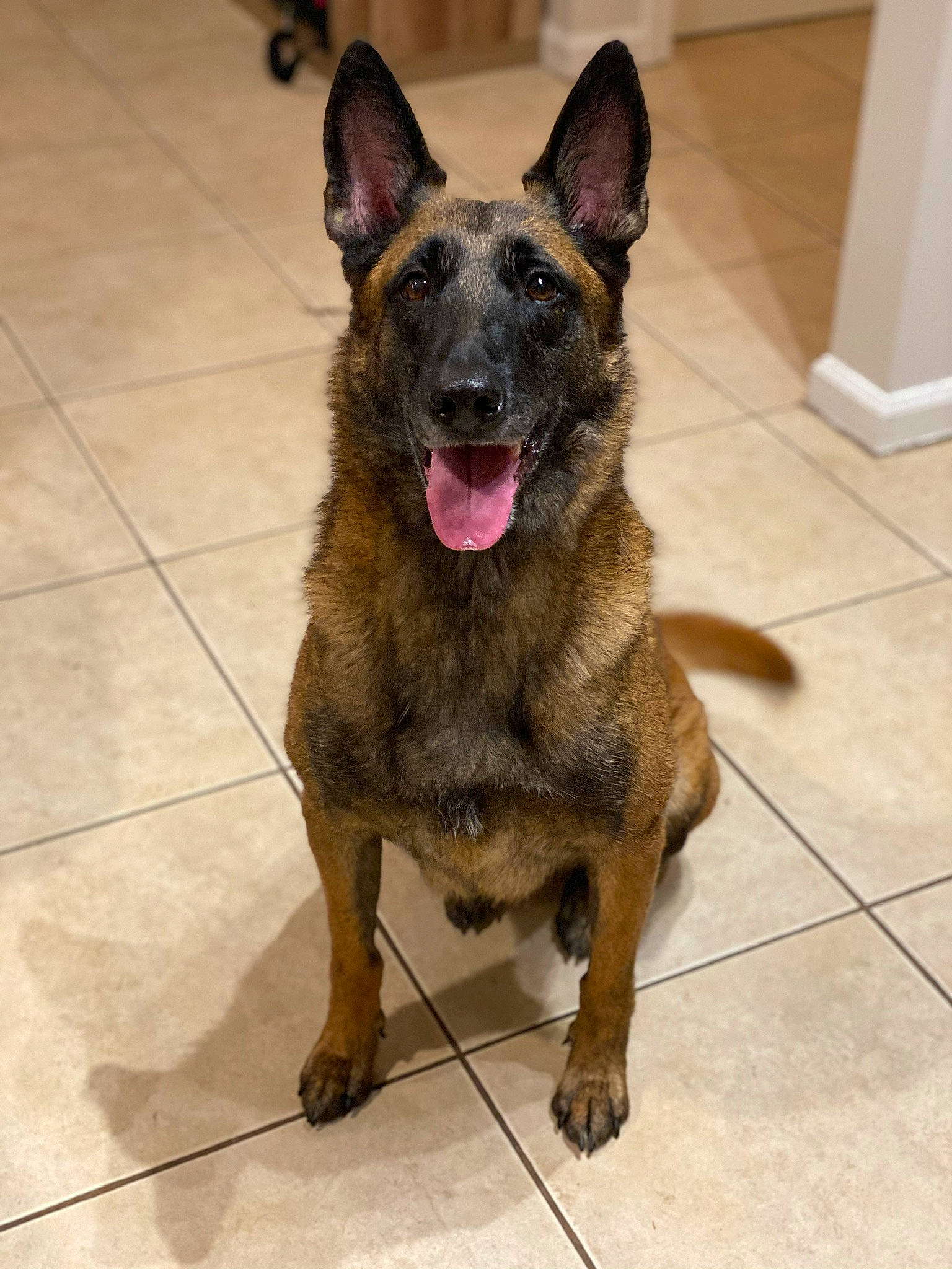 Valkyrie is registered to the contest to win money with this photo: carnivore, companion_dog, dog, dog_breed, east_european_shepherd, fawn, flooring, fur, german_shepherd_dog, herding_dog, jaw, kai_ken, liver, old_german_shepherd_dog, snout, terrestrial_animal, tile_flooring, whiskers, working_animal, working_dog