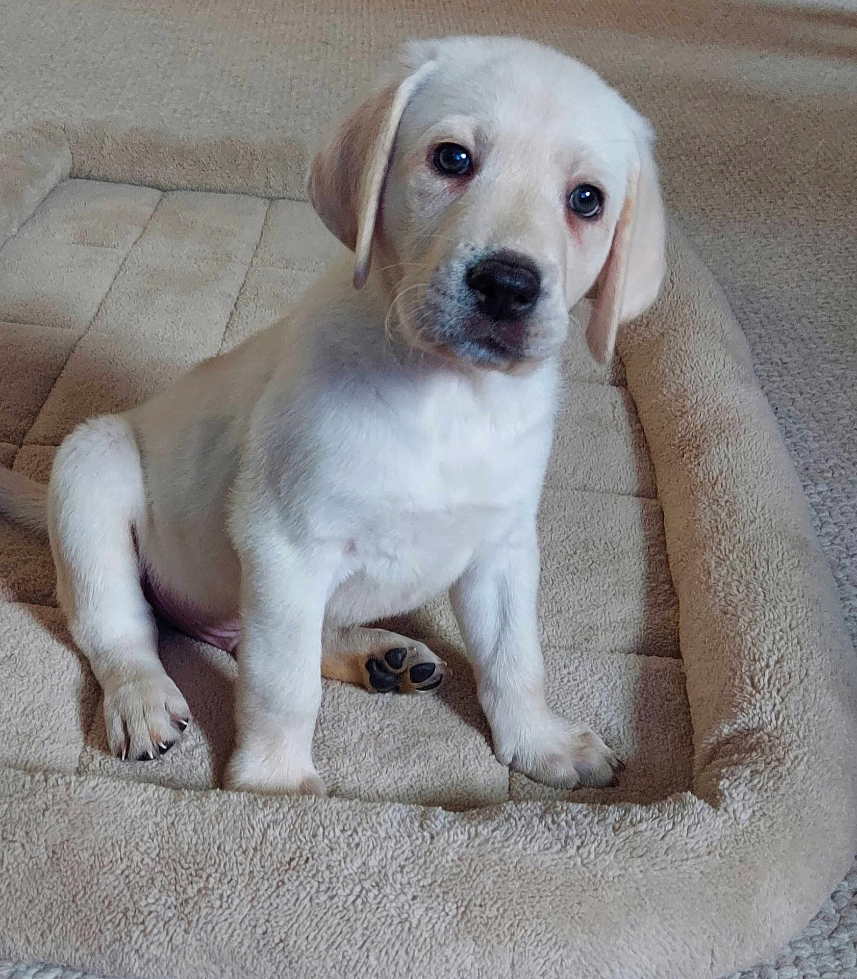 Brody