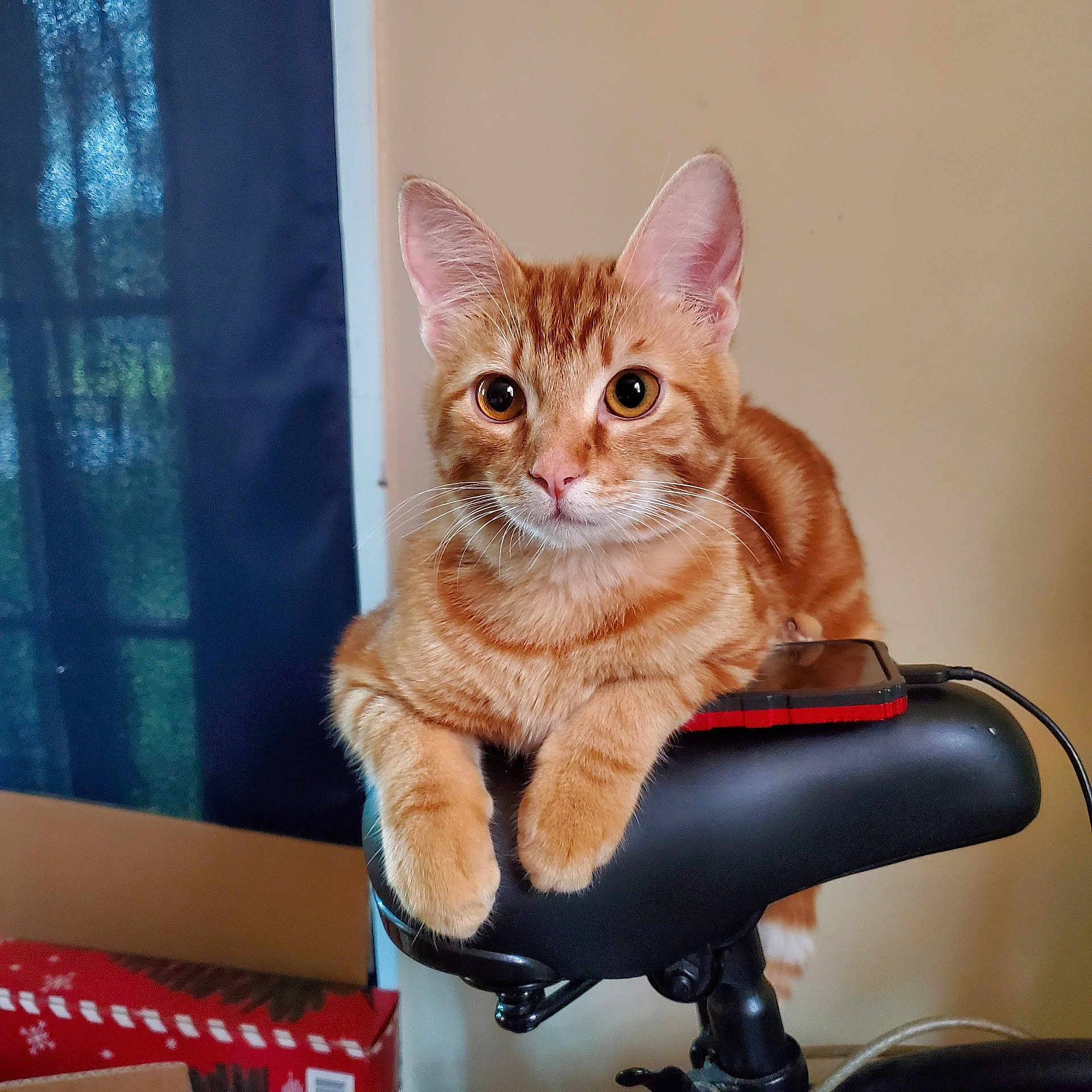Soup joined the competition — help win amazing prizes! animal, bicycle_seat, cat, closeup, cozy, curious, domestic, ears, feline, household, indoor, orange_fur, orange_tabby, paws, pet, resting, seated, smartphone, striped, whiskers