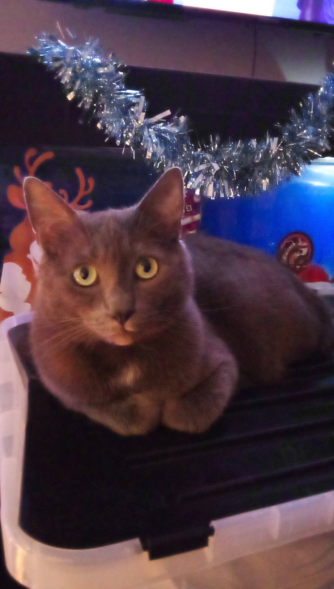 Gribouille participe au concours pour gagner de l'argent avec cette photo : blue, carnivore, cat, christmas, christmas_decoration, christmas_ornament, christmas_tree, domestic_short_haired_cat, electric_blue, event, felidae, fur, holiday, interior_design, ornament, plant, russian_blue, small_to_medium_sized_cats, whiskers, wood