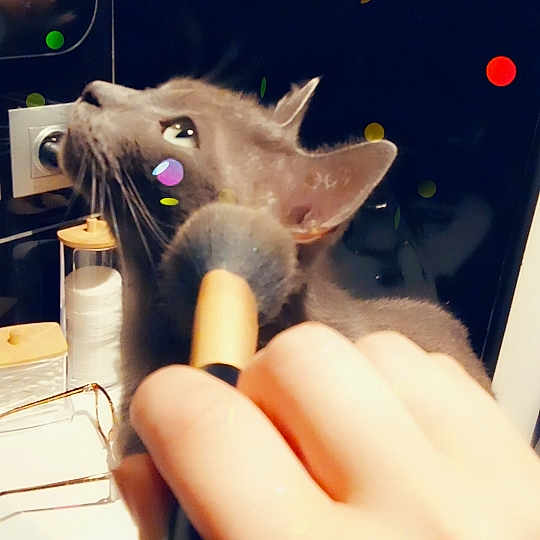 Gribouille