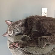 Gribouille participe au concours pour gagner de l'argent avec cette photo : cat, gray_cat, sleeping, paw, nap, feline, cozy, pet, animal, fur, whiskers, cute, relaxed, indoor, resting, soft, closeup, bed, comfort, adorable