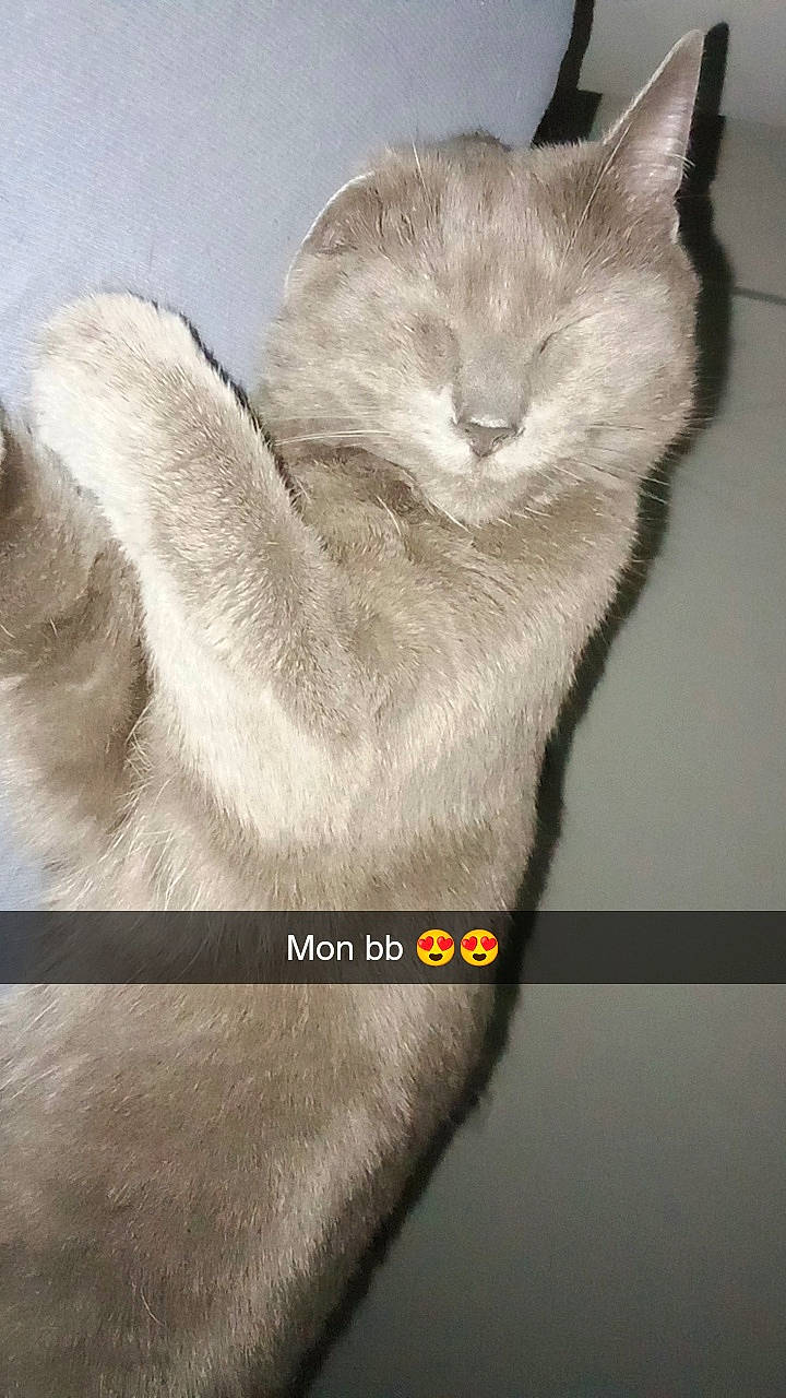 Gribouille a rejoint le concours — aidez-le/la à gagner de superbes lots ! carnivore, cat, comfort, domestic_short_haired_cat, ear, eye, fawn, felidae, foot, fur, gesture, grey, leg, paw, photo_caption, small_to_medium_sized_cats, snout, tail, whiskers, window