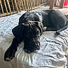 Bella a rejoint le concours — aidez-le/la à gagner de superbes lots ! dog, black_dog, pet, animal, lying_down, bed, white_bedding, bedroom, indoor, rustic, wooden_railing, portrait, close_up, brown_eyes, floppy_ears, large_dog, relaxed, sunlight, cozy, photography