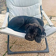 Bella participe au concours pour gagner de l'argent avec cette photo : dog, puppy, black_dog, sleeping, lying_down, face, eyes, paws, floppy_ears, outdoor, patio, chair, lounge_chair, gravel, garden, fence, plants, portrait, cute, relaxed
