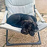 dog, puppy, black_dog, sleeping, lying_down, face, eyes, paws, floppy_ears, outdoor, patio, chair, lounge_chair, gravel, garden, fence, plants, portrait, cute, relaxed