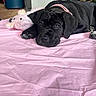 Bella a rejoint le concours — aidez-le/la à gagner de superbes lots ! puppy, dog, black_dog, pet, sleepy, lying_down, pink_blanket, plush_toy, stuffed_animal, collar, indoors, cozy, bed, resting, portrait, close_up, floppy_ears, paws, household, cute