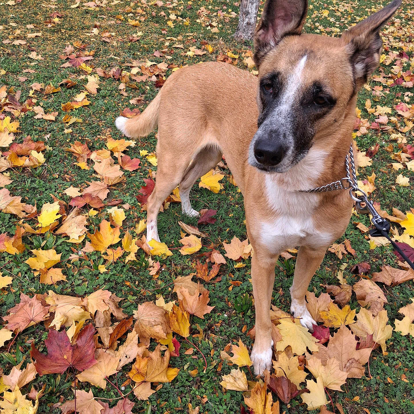 Marley participe au concours pour gagner de l'argent avec cette photo : animal, autumn, brown_dog, canine, closeup, cute, daylight, dog, fall, grass, leaf_litter, leash, leaves, nature, outdoor, park, pet, seasonal, tree, white_paws