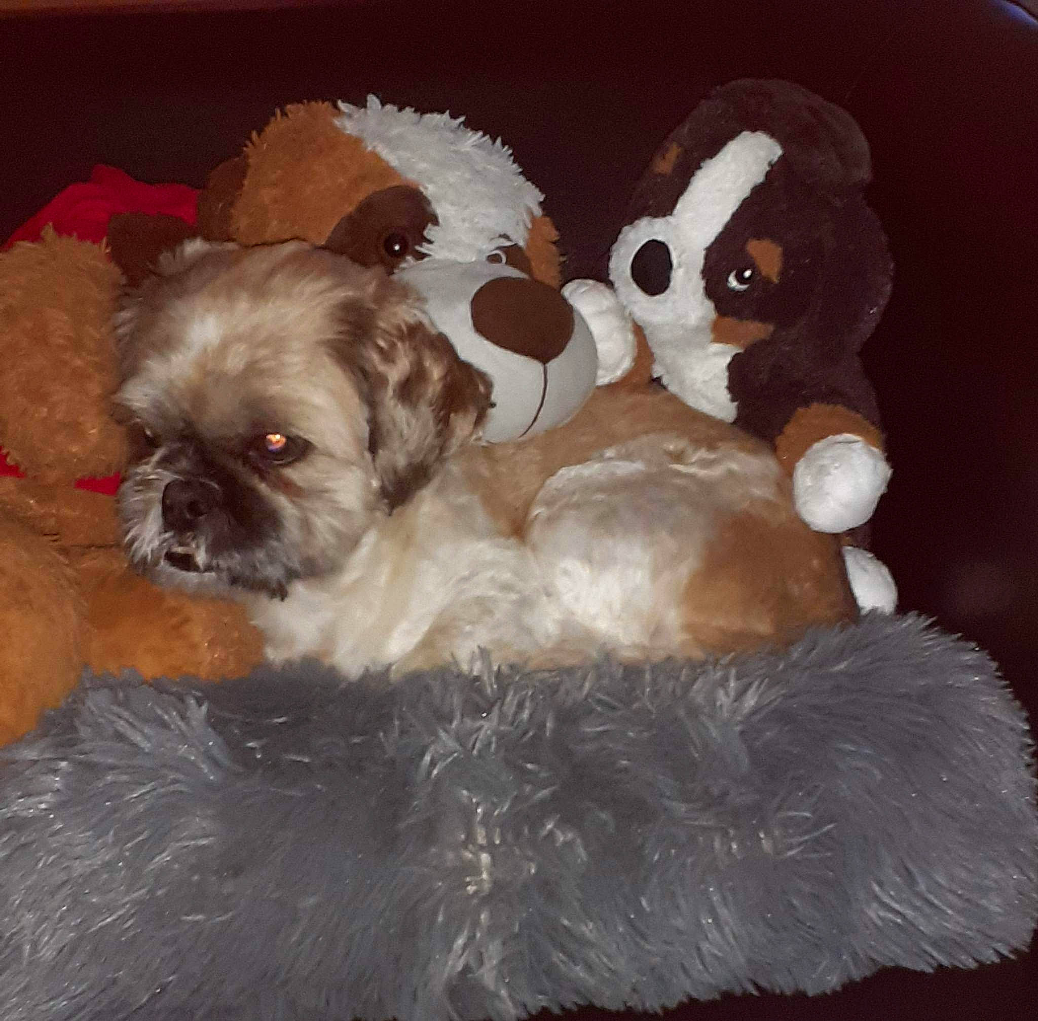 Pepito participe au concours pour gagner de l'argent avec cette photo : canidae, carnivore, collar, companion_dog, dog, dog_breed, dog_collar, dog_supply, fawn, fur, liver, pet_supply, shih_tzu, small_terrier, snout, sporting_group, terrier, toy_dog, whiskers, working_animal