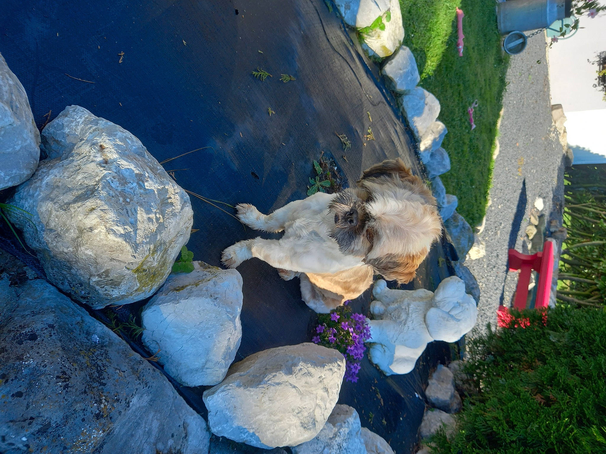 Pepito a rejoint le concours — aidez-le/la à gagner de superbes lots ! adventure, bedrock, canidae, electric_blue, fawn, fish, grass, landscape, leisure, plant, recreation, rock, waste, water, working_animal, world