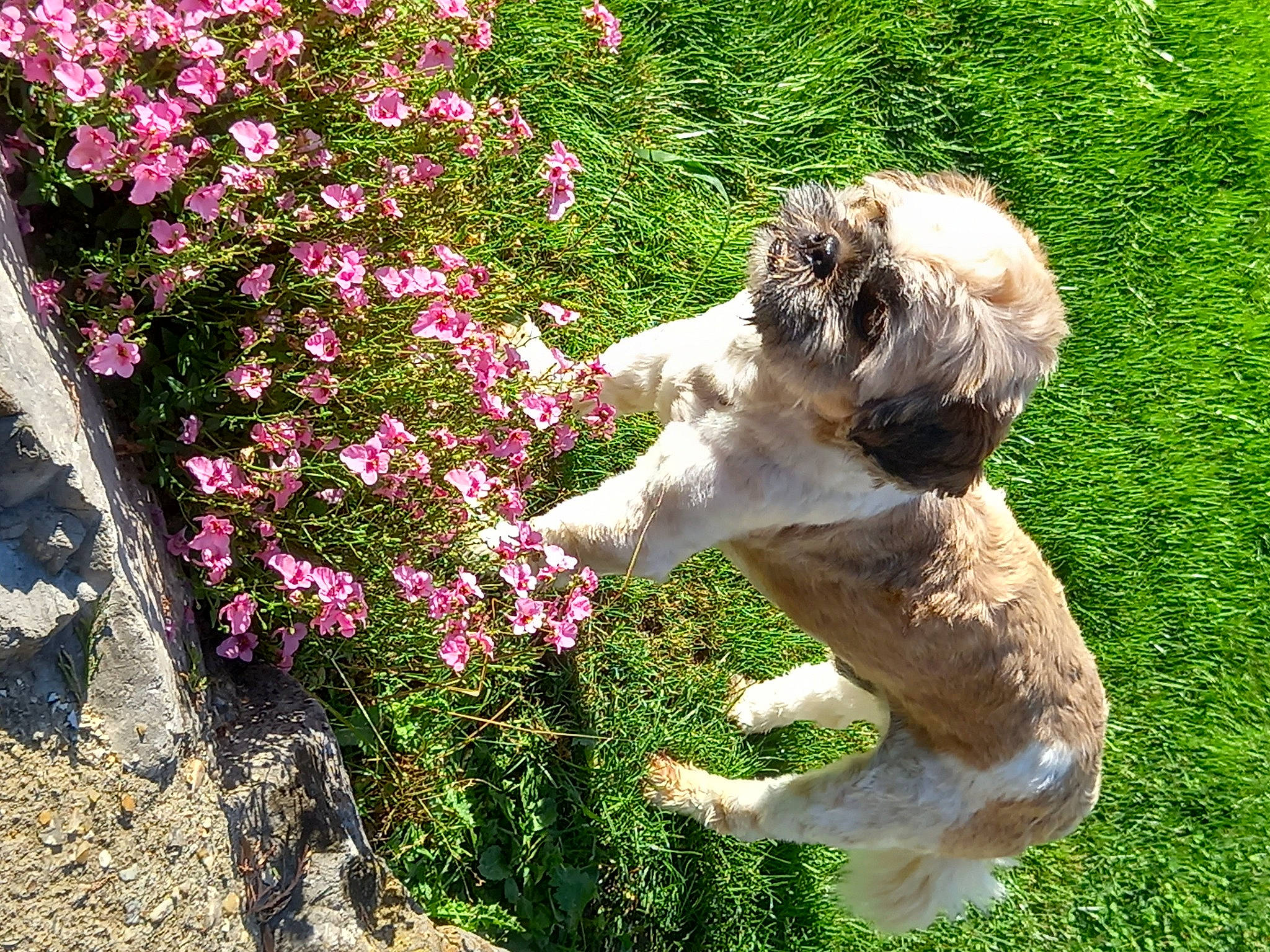 Pepito participe au concours pour gagner de l'argent avec cette photo : annual_plant, canidae, carnivore, companion_dog, dog, dog_breed, fawn, felidae, flower, flowering_plant, grass, groundcover, herbaceous_plant, petal, plant, shrub, sporting_group, tail, terrier, toy_dog