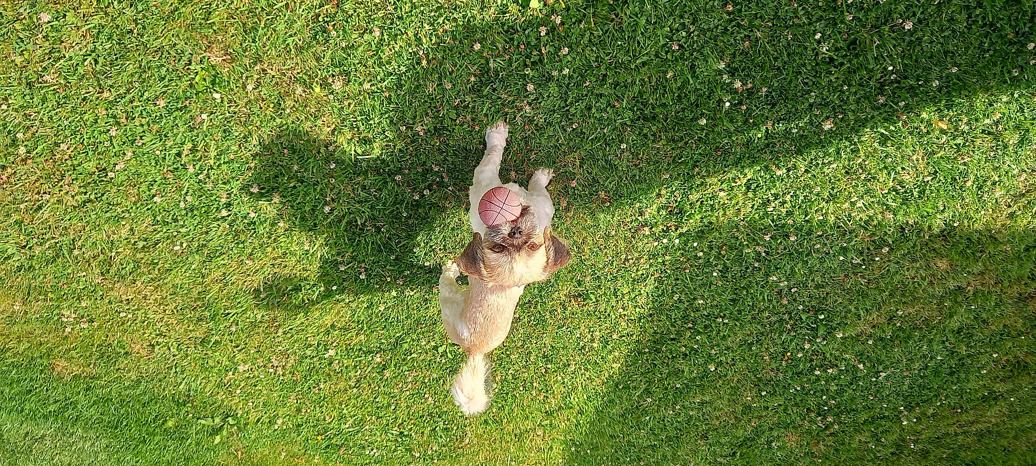 Pepito participe au concours pour gagner de l'argent avec cette photo : companion_dog, dog_breed, fawn, foot, grass, grassland, groundcover, hair, happy, human_body, human_leg, lawn, meadow, people_in_nature, plant, shrub, sporting_group, tail, tree, vegetation