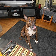 Nala a rejoint le concours — aidez-le/la à gagner de superbes lots !