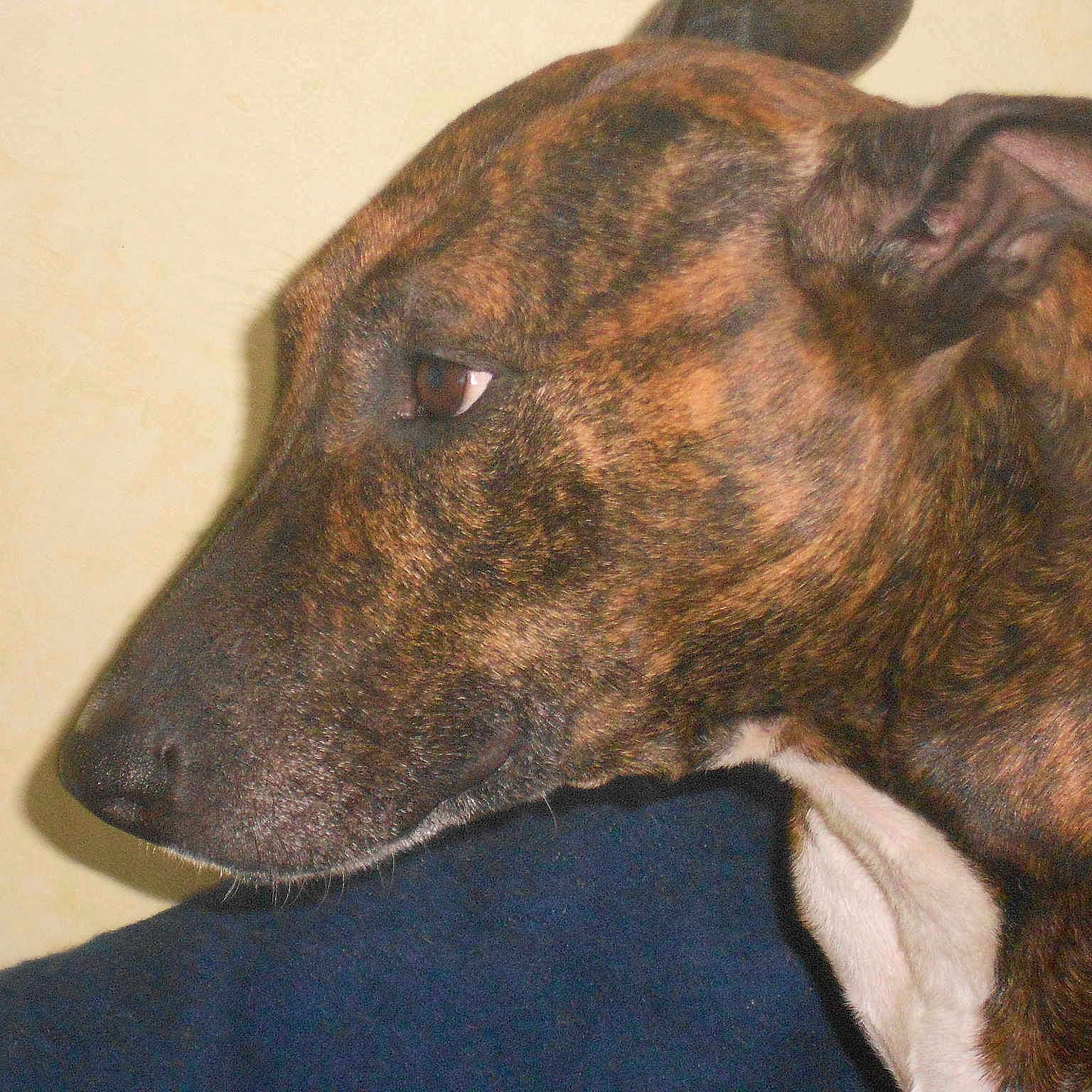 Nala participe au concours pour gagner de l'argent avec cette photo :