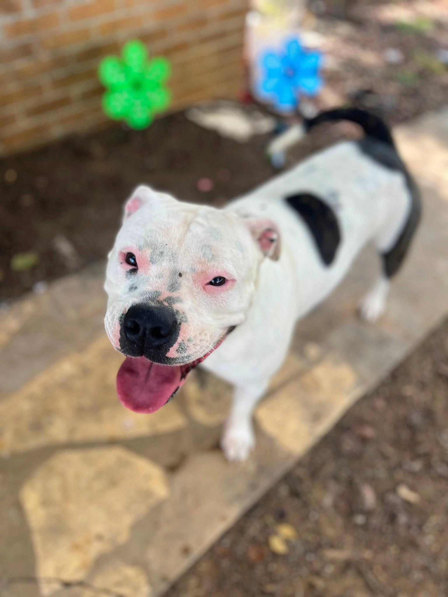 Wynter is registered to the contest to win money with this photo: canidae, carnivore, collar, companion_dog, dog, dog_breed, dog_collar, dog_supply, fawn, grass, leash, non_sporting_group, paw, pet_supply, sidewalk, snout, sporting_group, tail, whiskers, working_animal