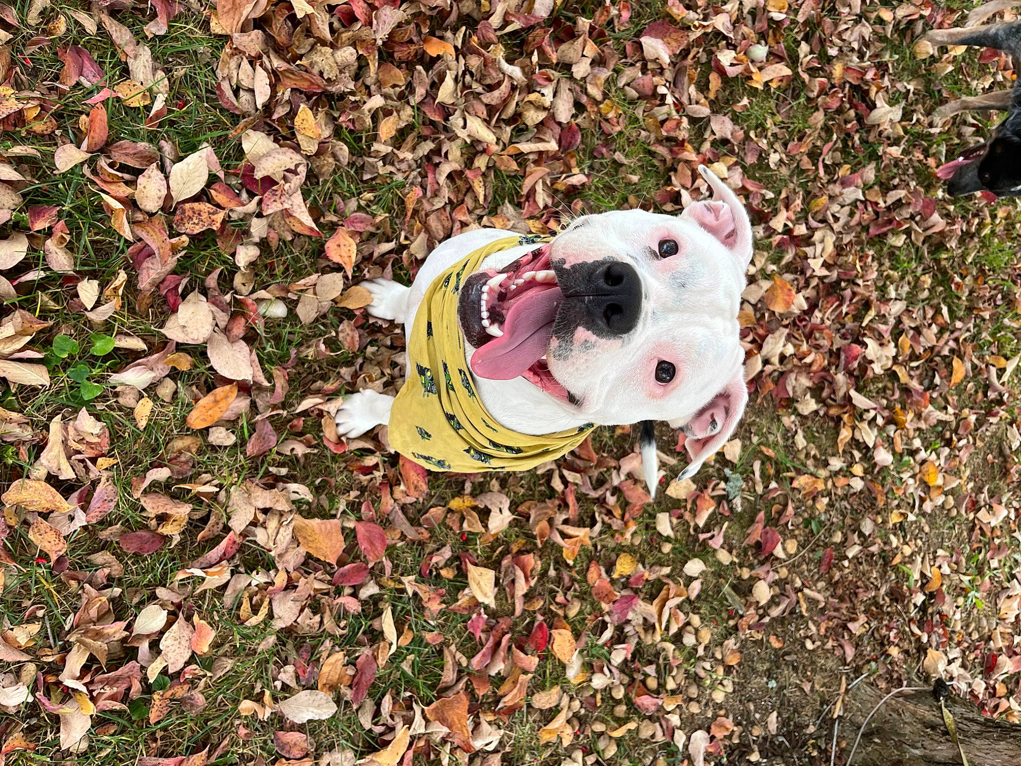 Wynter is registered to the contest to win money with this photo: art, bone, canidae, deciduous, dog_breed, fawn, football, grass, groundcover, helmet, people_in_nature, personal_protective_equipment, plant, skull, snout, soil, sporting_group, sports_gear, toy, wood