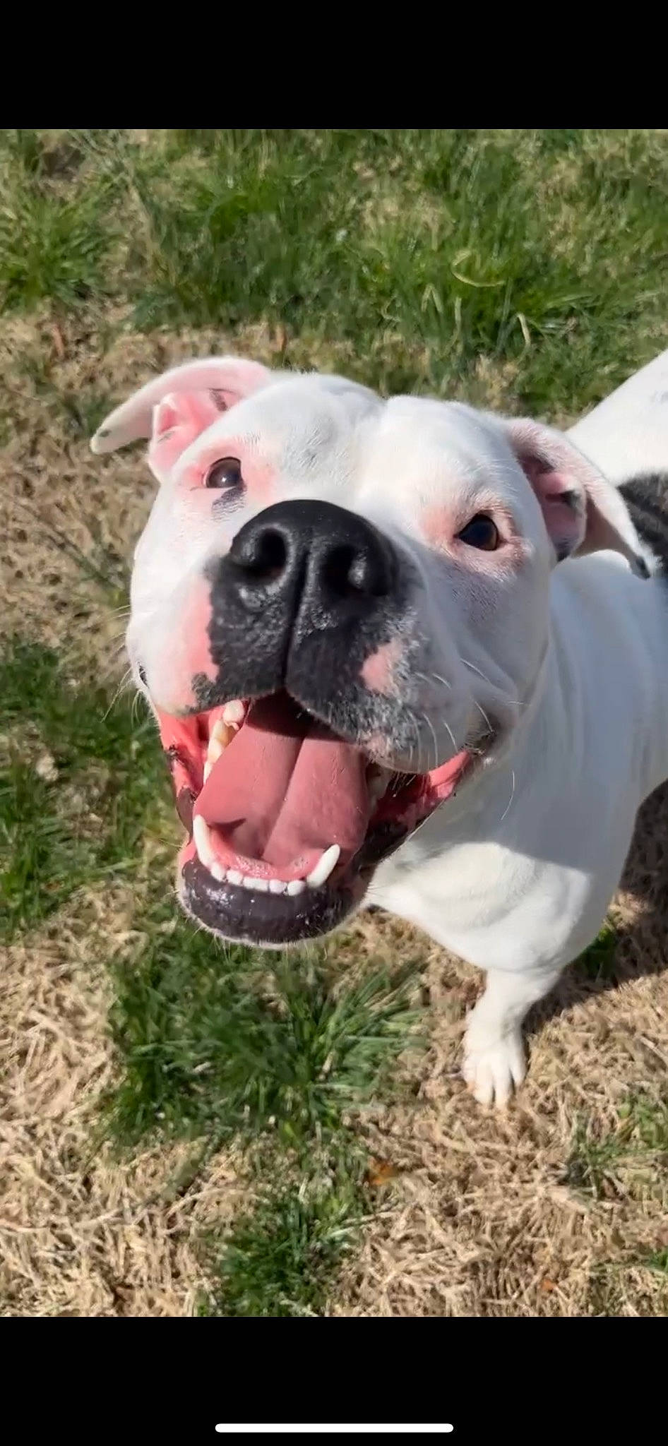 Wynter joined the competition — help win amazing prizes! canidae, carnivore, collar, companion_dog, dog, dog_breed, fang, fawn, grass, jaw, mammal, molosser, non_sporting_group, snout, soil, sporting_group, terrestrial_animal, whiskers, working_animal, working_dog