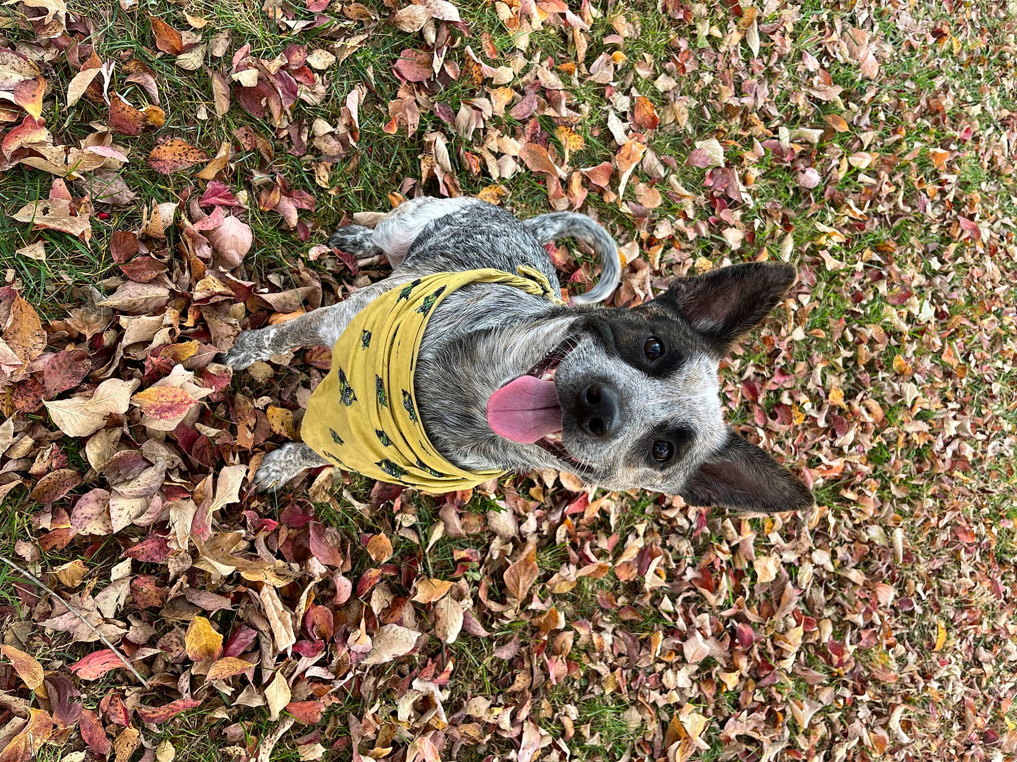 Ivy is registered to the contest to win money with this photo: canidae, carmine, carnivore, companion_dog, deciduous, dog, dog_breed, fawn, foot, grass, groundcover, people_in_nature, plant, road_surface, snout, soil, sporting_group, terrestrial_animal, whiskers, wood