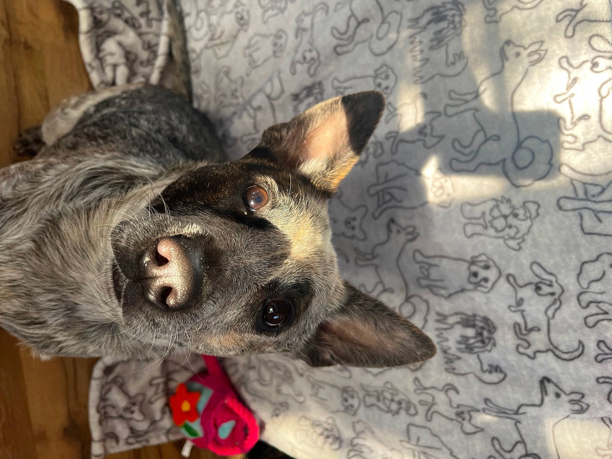 Ivy is registered to the contest to win money with this photo: art, canidae, carnivore, collar, companion_dog, dog, dog_breed, dog_supply, dog_toy, ear, fawn, fur, grey, guard_dog, paw, snout, sporting_group, toy_dog, whiskers, working_animal