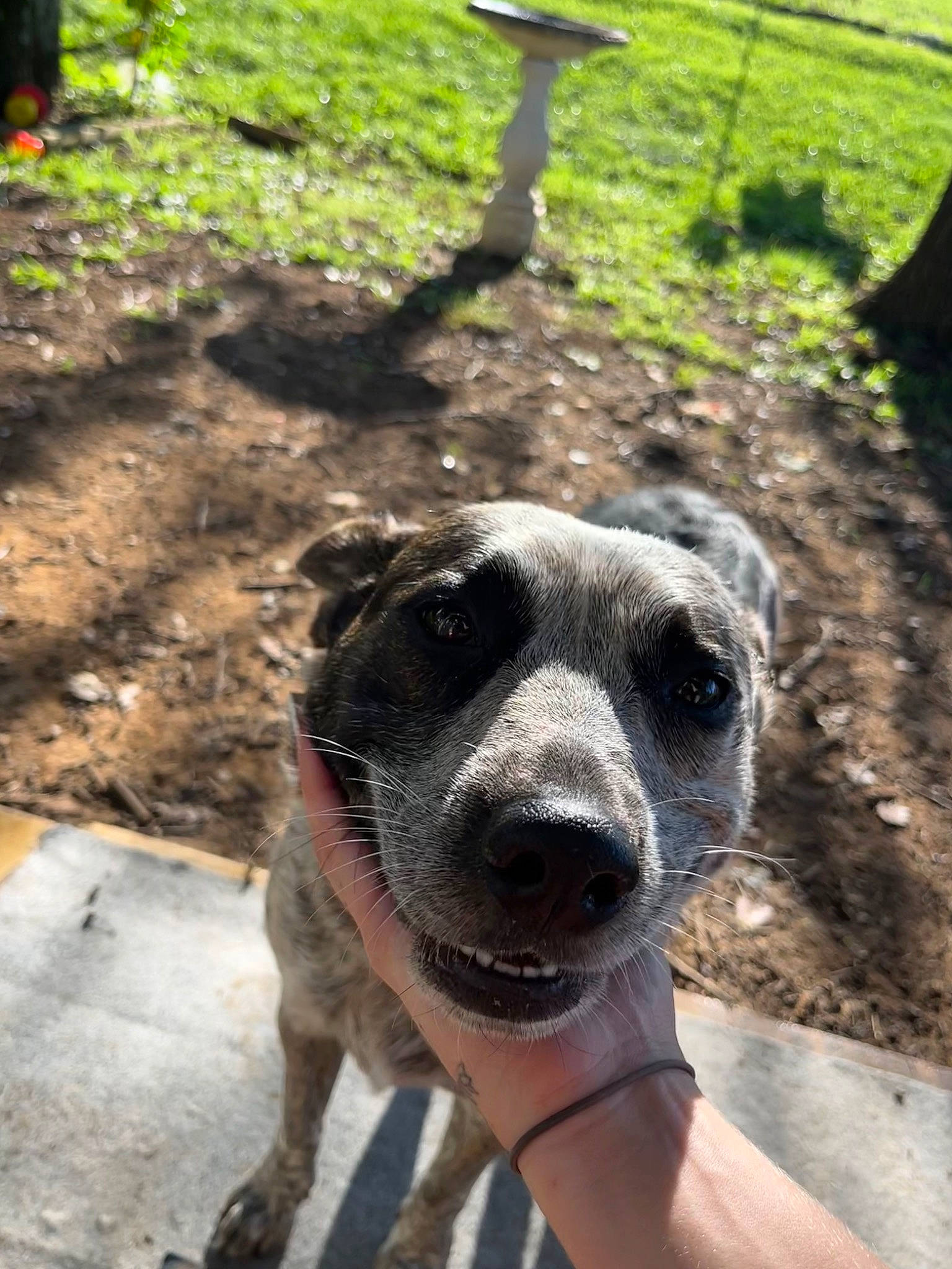 Ivy joined the competition — help win amazing prizes! canidae, carnivore, collar, companion_dog, dog, dog_breed, dog_collar, fawn, grass, guard_dog, pet_supply, road_surface, shade, soil, sporting_group, street_dog, terrestrial_animal, whiskers, working_animal, working_dog