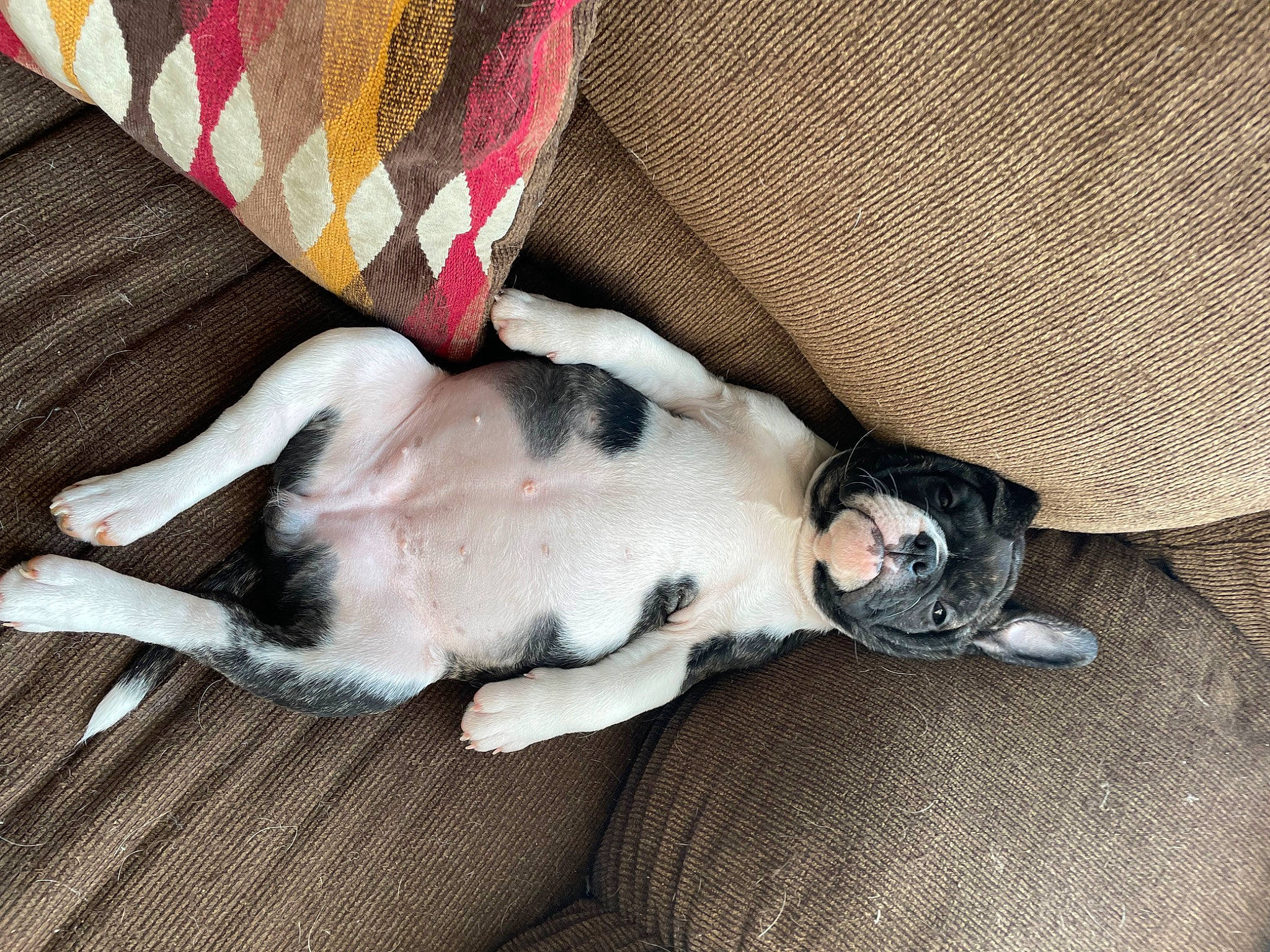 Pepita is registered to the contest to win money with this photo: canidae, carnivore, comfort, companion_dog, couch, dog, dog_breed, fawn, felidae, fur, hardwood, linens, nap, non_sporting_group, pattern, paw, small_to_medium_sized_cats, sporting_group, tail, whiskers