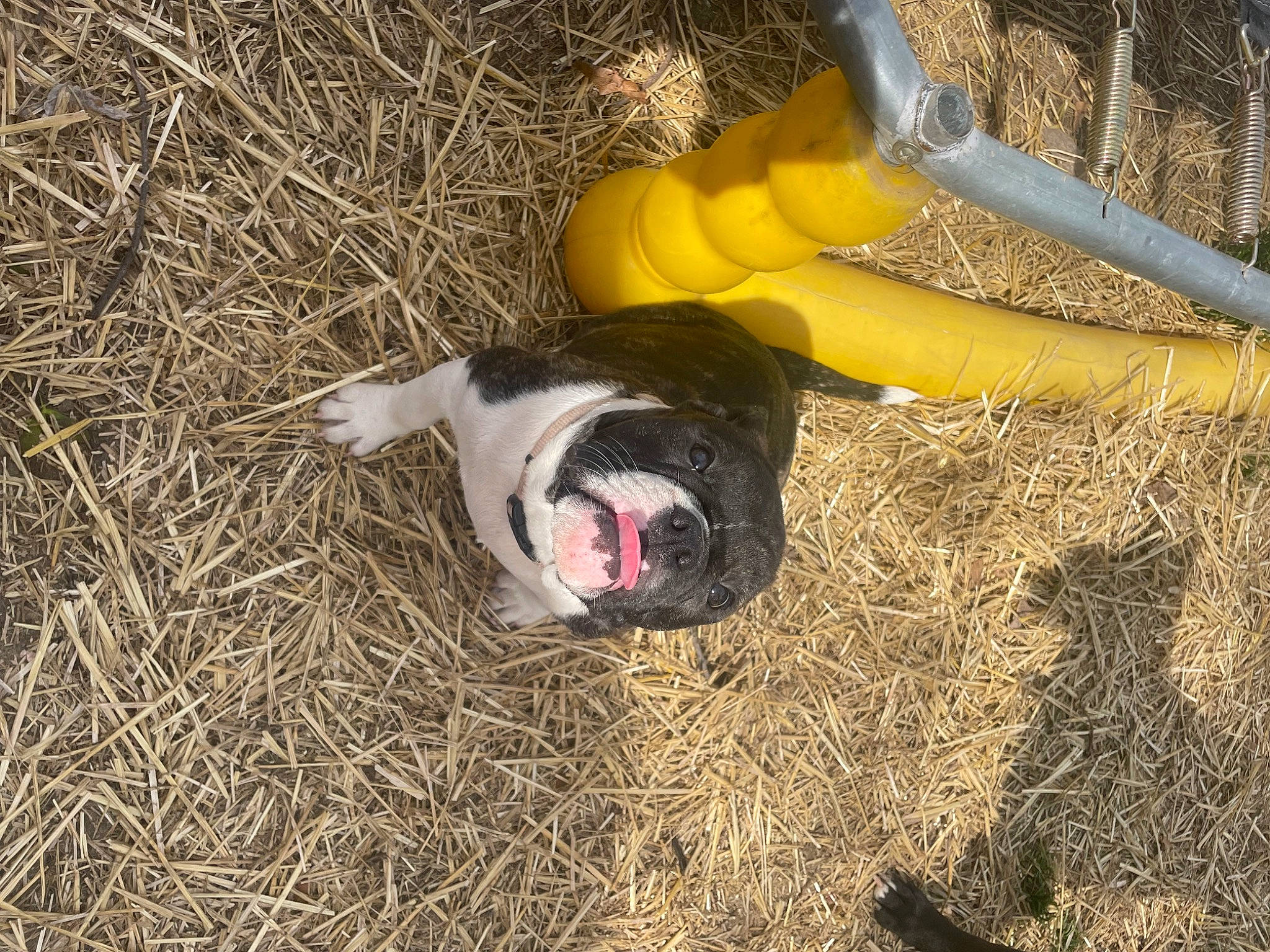 Pepita joined the competition — help win amazing prizes! bovine, canidae, carnivore, companion_dog, dog, dog_breed, fawn, fur, grass, hay, human_leg, livestock, paw, plant, soil, sporting_group, tail, terrestrial_animal, tree, working_animal