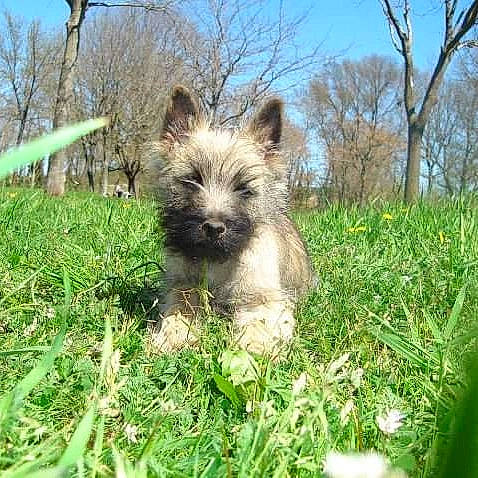 Elwood participe au concours pour gagner de l'argent avec cette photo : canidae, carnivore, companion_dog, dog, dog_breed, fawn, grass, grassland, herbaceous_plant, plant, shrubland, sky, small_terrier, snout, sporting_group, terrestrial_animal, terrier, toy_dog, tree, working_animal