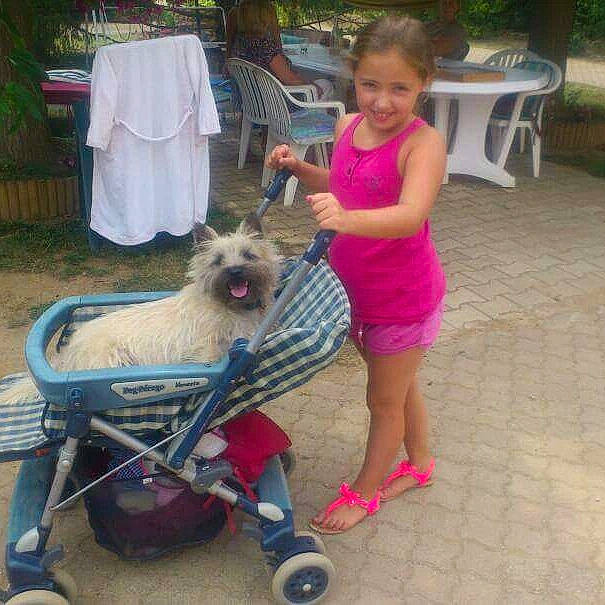 Elwood a rejoint le concours — aidez-le/la à gagner de superbes lots ! carnivore, chair, companion_dog, dog, dog_breed, dog_supply, fawn, fun, grass, leisure, plant, recreation, smile, summer, tire, toddler, toy_dog, tree, wheel, working_animal