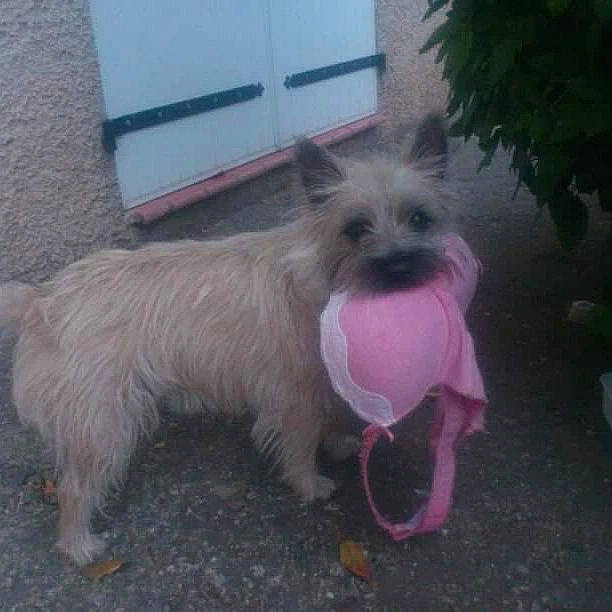 Elwood participe au concours pour gagner de l'argent avec cette photo : biewer_terrier, canidae, carnivore, companion_dog, dog, dog_breed, dog_supply, fawn, fur, mexican_hairless_dog, peruvian_hairless_dog, road_surface, small_terrier, sporting_group, tail, terrier, toy_dog, tree, working_dog