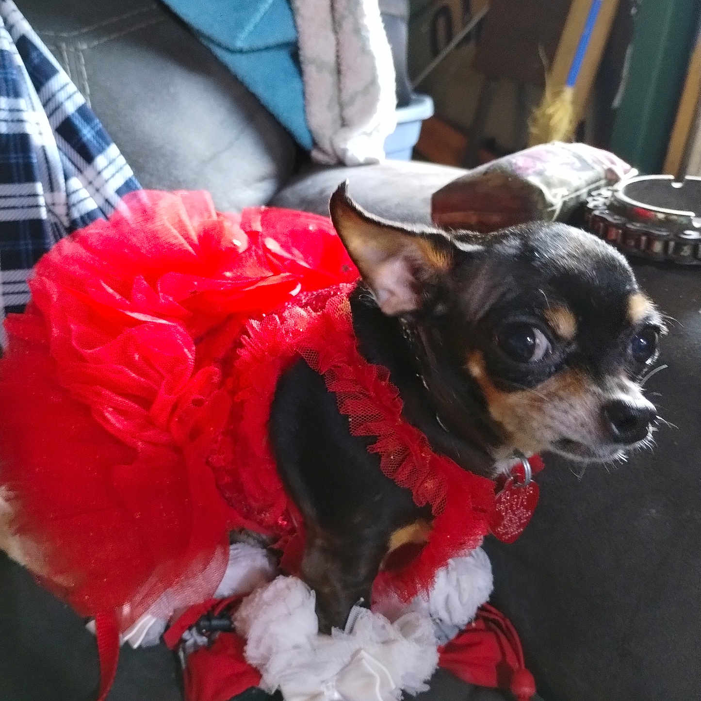 Gunnar Ann is registered to the contest to win money with this photo: accessories, animal, canine, chihuahua, clothing, costume, couch, dog, dress, face, featherboa, flower, hat, head, person, pet, photography, plant, portrait, puppy