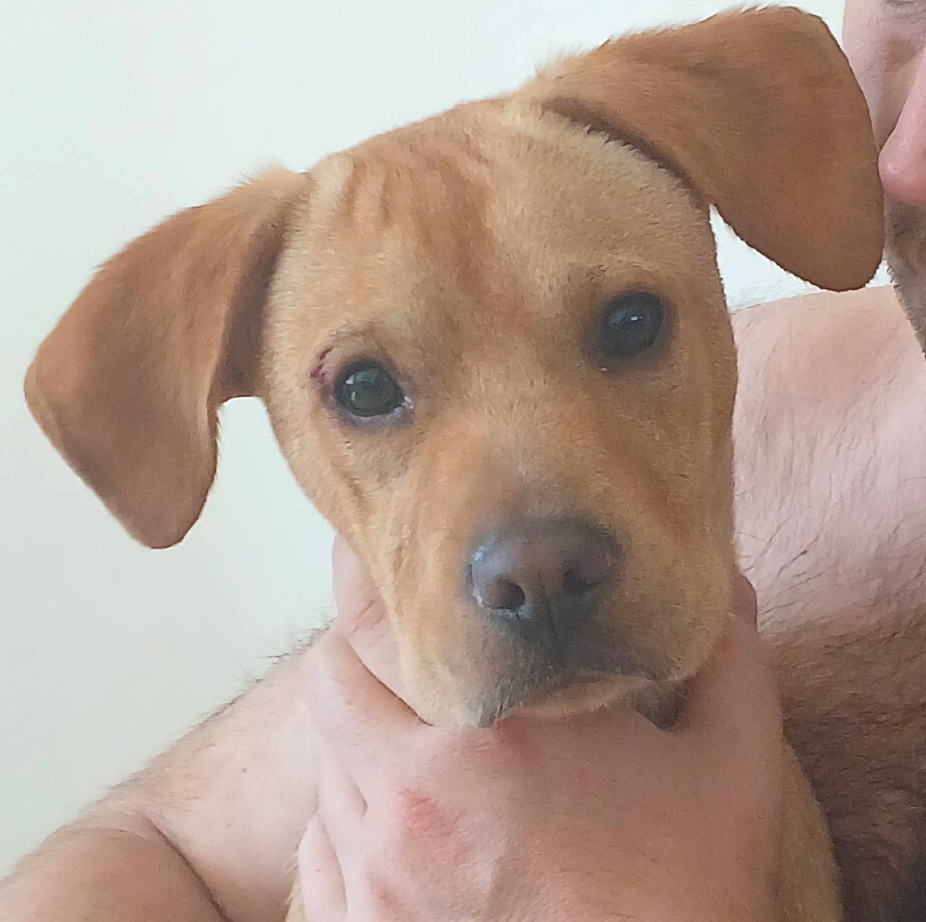 Celine Trocme a rejoint le concours — aidez-le/la à gagner de superbes lots ! animal, brown_fur, calm, close_up, companion, curious, cute, dog, ear, eye, face, furry, holding, human_hand, indoor, nose, pet, puppy, skin, young