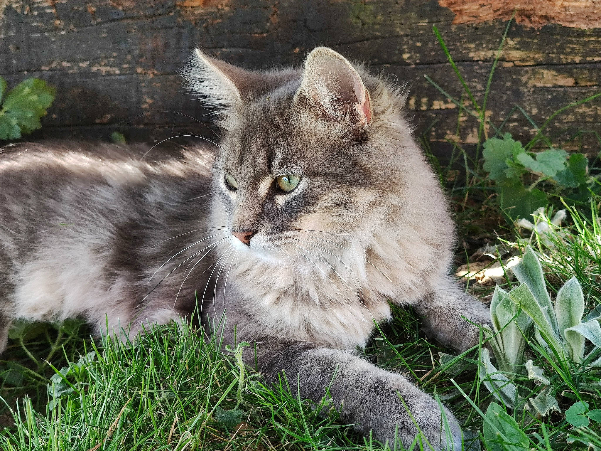 Evoly participe au concours pour gagner de l'argent avec cette photo : asian_semi_longhair, british_semi_longhair, carnivore, cat, domestic_long_haired_cat, domestic_short_haired_cat, european_shorthair, felidae, grass, maine_coon, mammal, nebelung, norwegian_forest_cat, ragamuffin, siberian, small_to_medium_sized_cats, tabby_cat, vertebrate, whiskers, wild_cat
