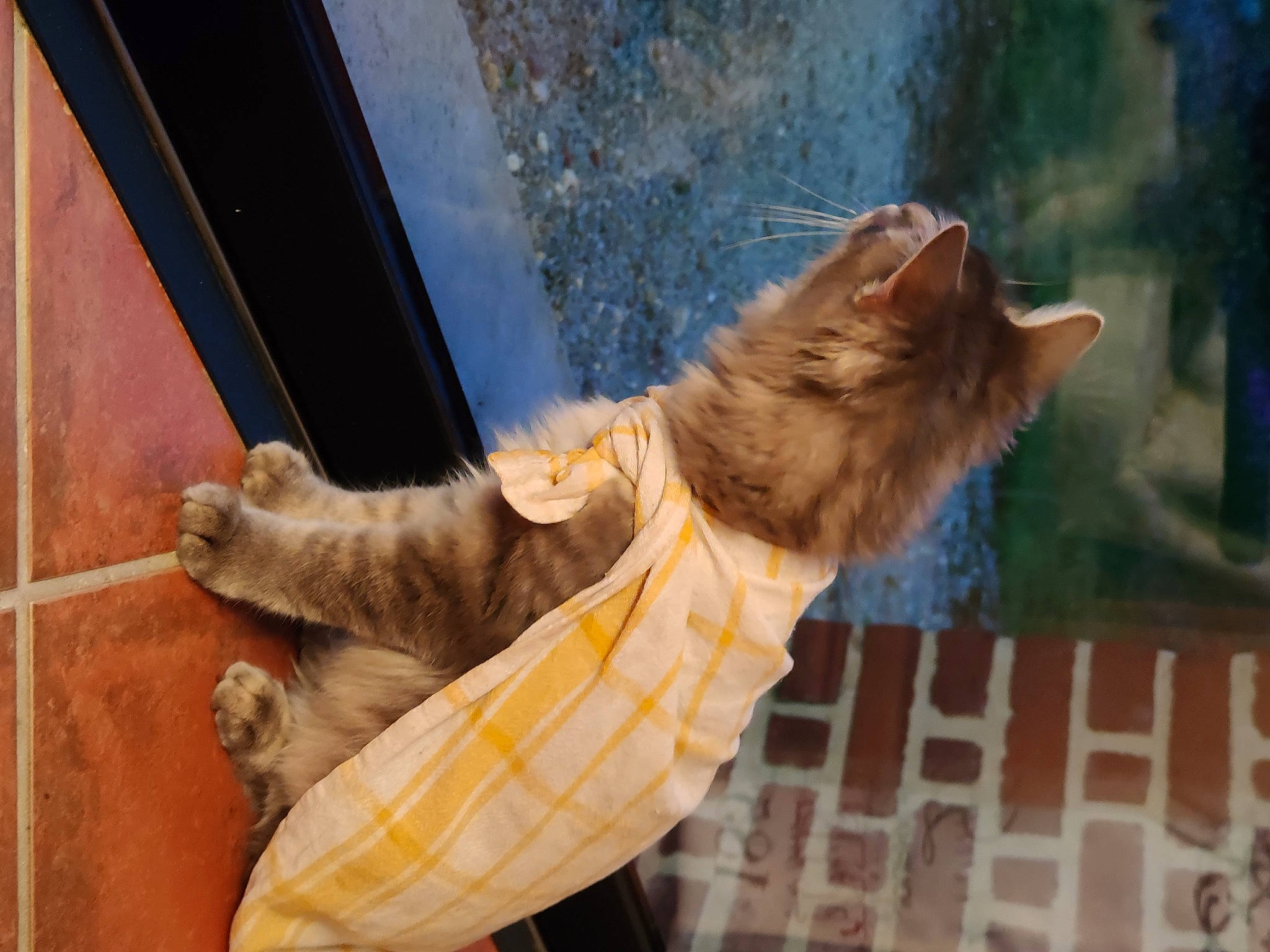 Evoly participe au concours pour gagner de l'argent avec cette photo : carnivore, cat, fawn, felidae, small_to_medium_sized_cats, tabby_cat, tail, whiskers