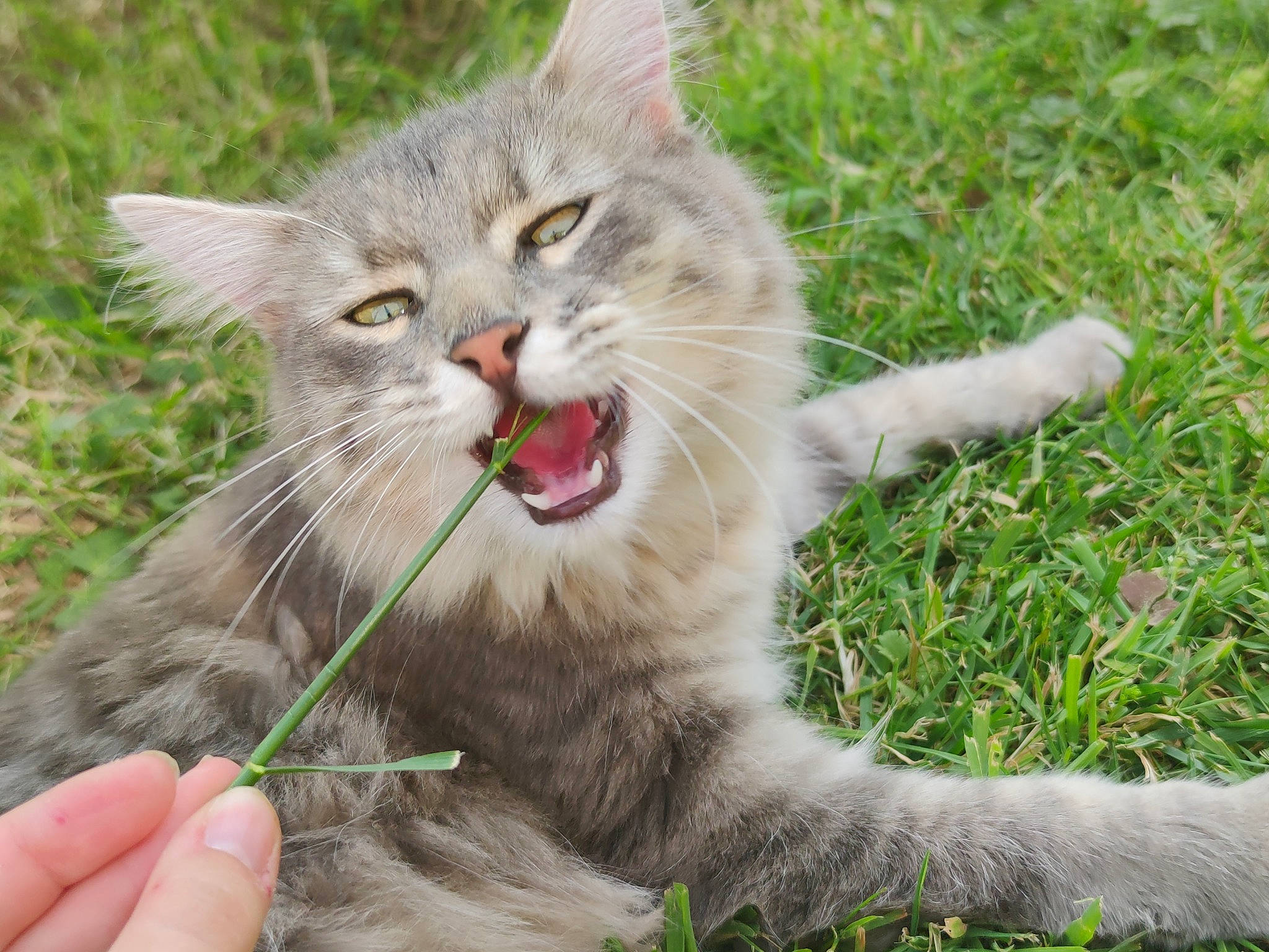 Evoly participe au concours pour gagner de l'argent avec cette photo : asian_semi_longhair, british_semi_longhair, carnivore, cat, claw, domestic_long_haired_cat, domestic_short_haired_cat, european_shorthair, facial_expression, felidae, grass, maine_coon, mammal, norwegian_forest_cat, pixie_bob, siberian, small_to_medium_sized_cats, tabby_cat, whiskers, wild_cat