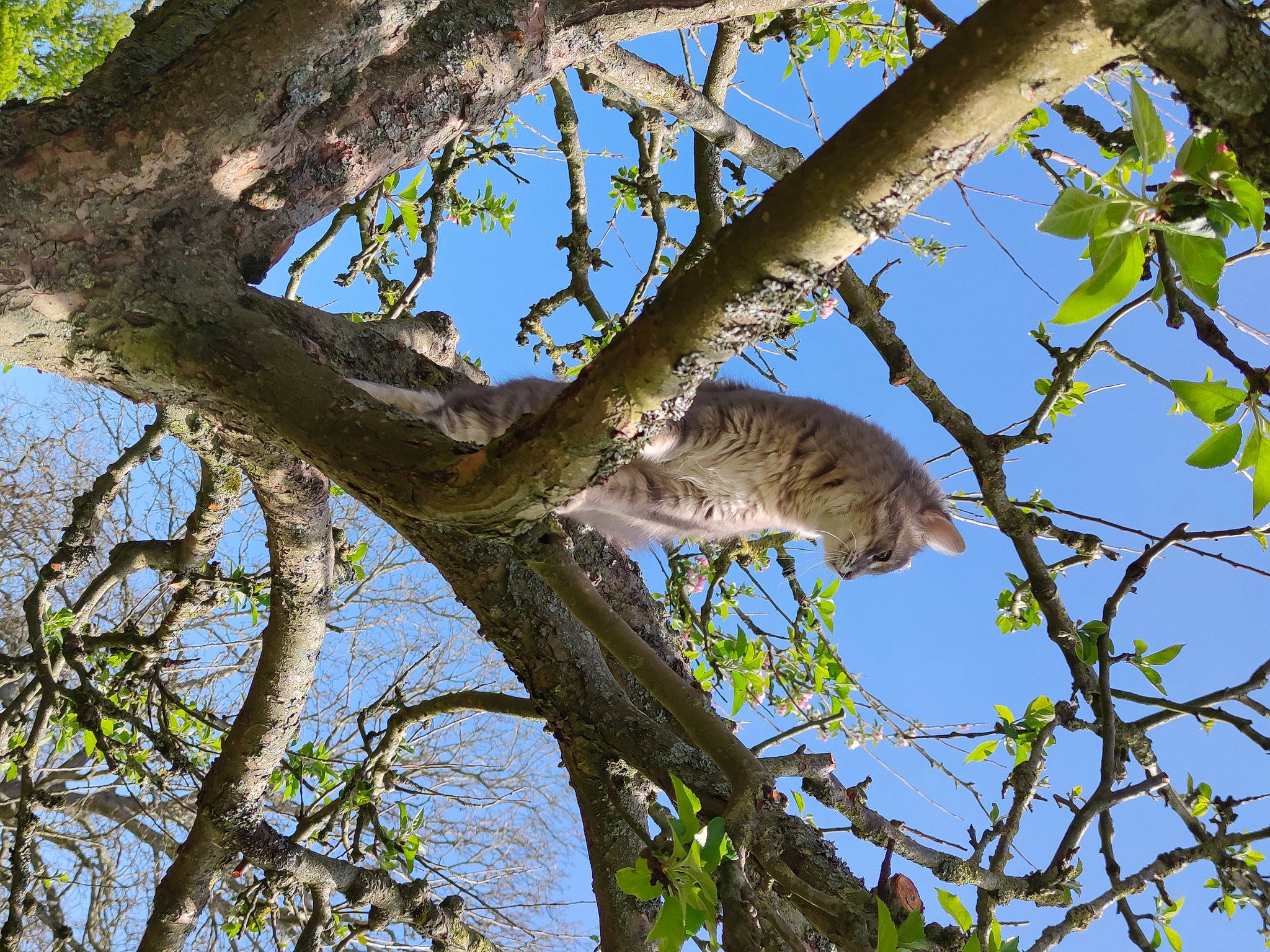 Evoly participe au concours pour gagner de l'argent avec cette photo : branch, marsupial, plant, spring, tree, trunk, twig, wildlife, woody_plant