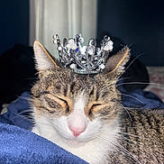 Diablo is registered to the contest to win money with this photo: cat, tabby, crown, sleeping, pet, fur, whiskers, closeup, indoor, cozy, blanket, resting, cute, animal, domestic, feline, peaceful, soft, portrait, adorable