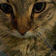 Eddie is registered to the contest to win money with this photo: cat, tabby, close_up, fur, whiskers, face, eyes, pet, animal, mammal, cute, domestic_animal, feline, portrait, indoor, soft_lighting, texture, nose, focus, detail