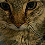 cat, tabby, close_up, fur, whiskers, face, eyes, pet, animal, mammal, cute, domestic_animal, feline, portrait, indoor, soft_lighting, texture, nose, focus, detail