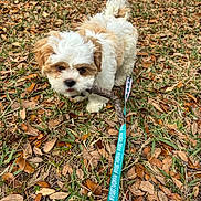 Cookie joined the competition — help win amazing prizes! dog, puppy, white_and_brown_dog, fluffy, grass, fallen_leaves, stick, leash, playing, outdoors, cute, close_up, small_dog, leaf_litter, autumn, chewing, park, ground, parking_lot, pet